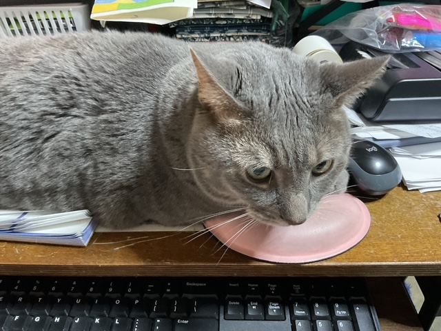 A gray cat lying on a desk cluttered with papers and a pink mouse pad, looking intently at the camera.