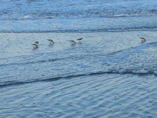 A group of small birds walking along the shoreline, interacting with the gentle waves of the ocean.