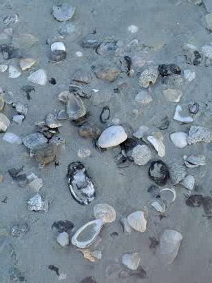 A collection of various seashells scattered on a sandy beach.